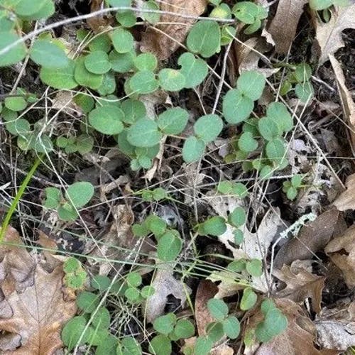 Creeping snowberry (Symphoricarpos mollis)-i