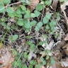 Creeping snowberry (Symphoricarpos mollis)-i