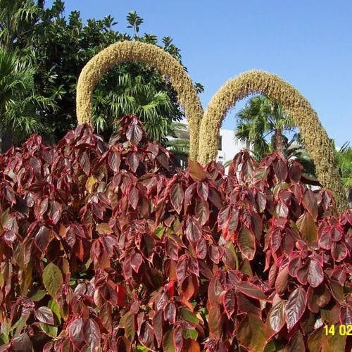 アカリファ (Acalypha wilkesiana)-i