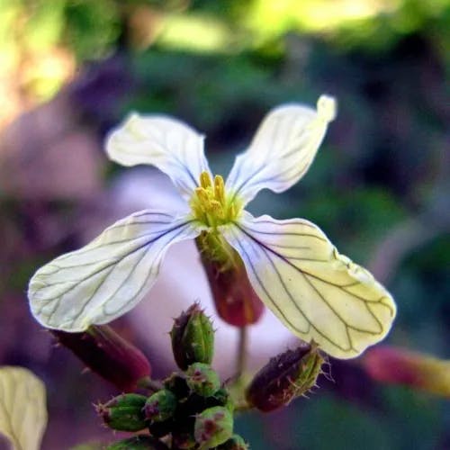 セイヨウノダイコン（西洋野大根） (Raphanus raphanistrum)-i