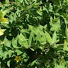 Large loosestrife (Lysimachia punctata)-i