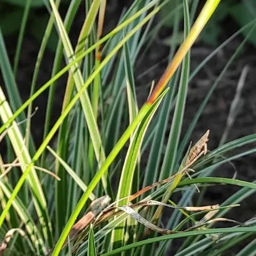 ヒメカンスゲ（姫寒菅） (Carex conica)-i