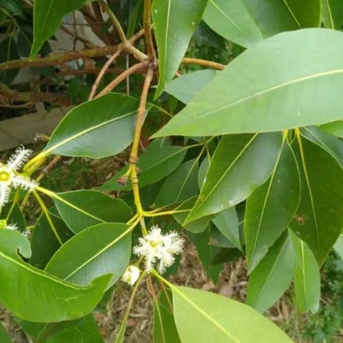 Brisbane box (Lophostemon confertus)-i