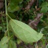 ブラジルトケイソウ（伯剌西爾時計草） (Passiflora coccinea)-i