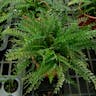 ヒノキシダ（檜羊歯） (Asplenium prolongatum)-i