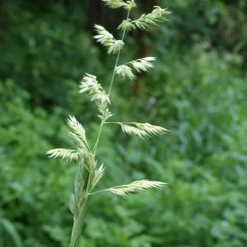 クサヨシ（草芦） (Phalaris arundinacea)-i