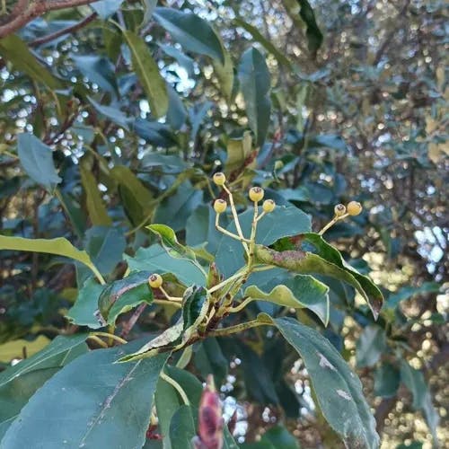 オオカナメモチ（大要黐） (Photinia serratifolia)-i