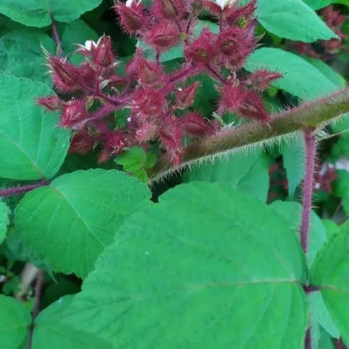 Wine raspberry (Rubus phoenicolasius)-i