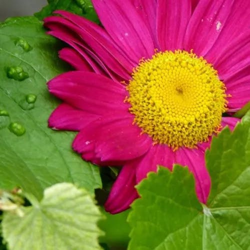 アカバナムシヨケギク（赤花虫除菊） (Tanacetum coccineum)-i