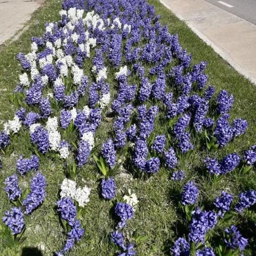 ヒヤシンス（風信子） (Hyacinthus orientalis)-i