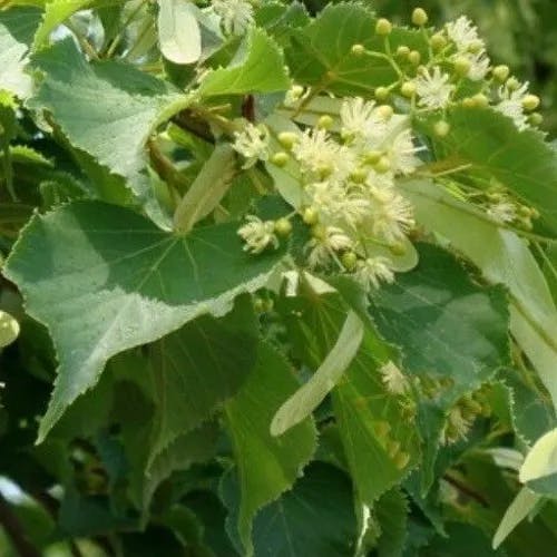 シナノキ（科木） (Tilia japonica)-i