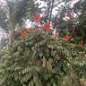 African tuliptree (Spathodea campanulata)-i