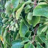 Baby kiwi (Actinidia arguta)-i