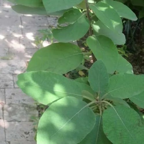 Mexican-olive (Cordia boissieri)-i