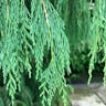 Kashmir cypress (Cupressus cashmeriana)-i