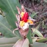 ハナシュクシャ（花縮紗） (Hedychium coronarium)-i