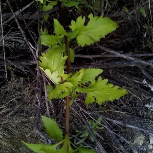 California figwort (Scrophularia californica)-i