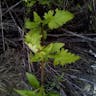 California figwort (Scrophularia californica)-i