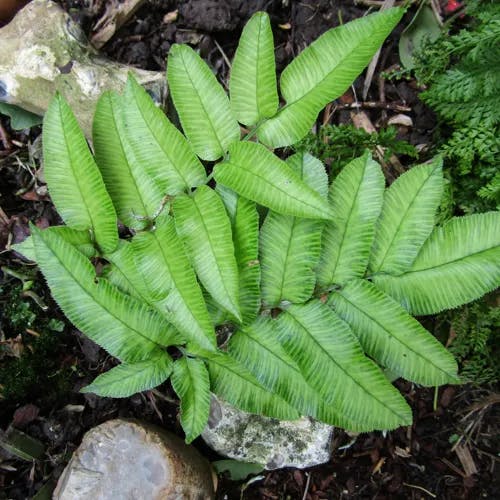 イワガネソウ（岩根草） (Coniogramme japonica)-i