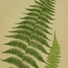 メシダ (Athyrium filix-foemina)-i