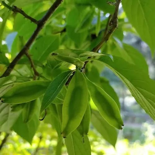 トチュウ（杜仲） (Eucommia ulmoides)-i