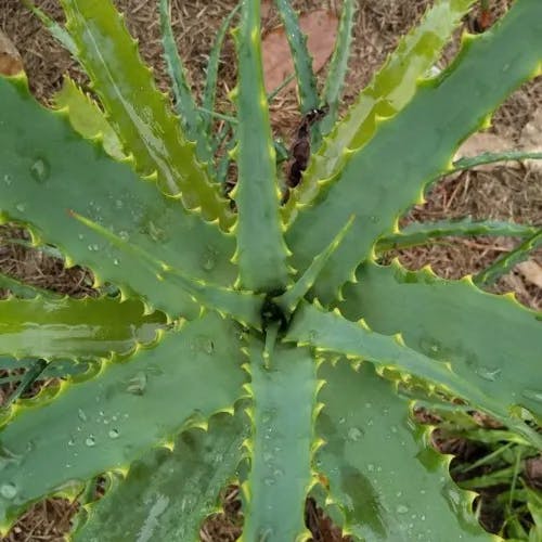 アロエ（蘆薈） (Aloe arborescens)-i