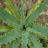 アロエ（蘆薈） (Aloe arborescens)-i