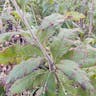 Missouri ironweed (Vernonia missurica)-i