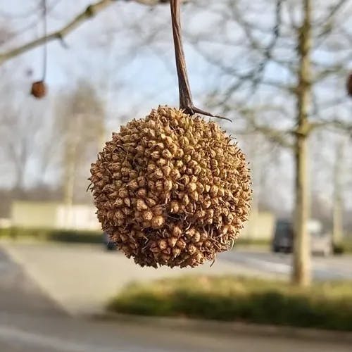 アメリカスズカケノキ（亜米利加鈴懸木） (Platanus occidentalis)-i