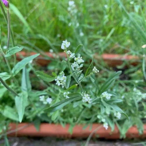 コショウソウ（胡椒草） (Lepidium sativum)-i