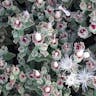 Common iceplant (Mesembryanthemum crystallinum)-i
