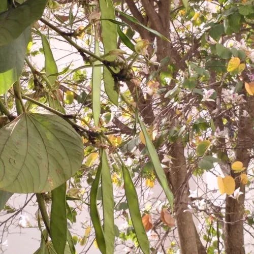 ソシンカ（素心花） (Bauhinia acuminata)-i