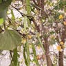 ソシンカ（素心花） (Bauhinia acuminata)-i