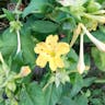 Beauty-of-the-night (Mirabilis jalapa)-i