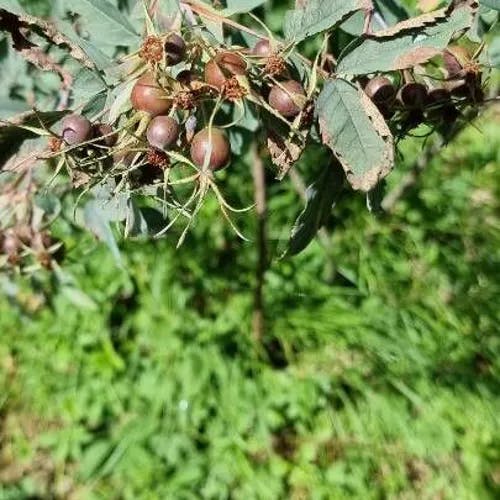 Redleaf rose (Rosa glauca)-i