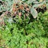 Redleaf rose (Rosa glauca)-i