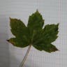 シカモア (Acer pseudoplatanus)-i