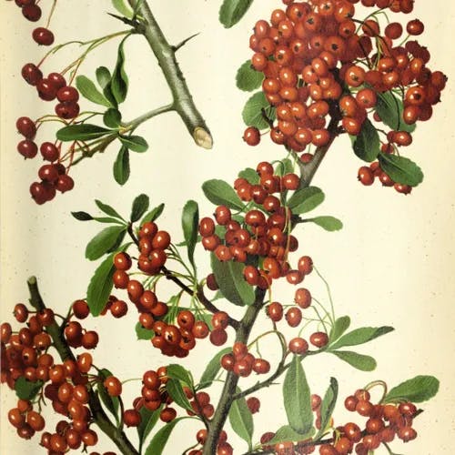 カザンデマリ（崋山手毬） (Pyracantha crenulata)-i