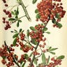 カザンデマリ（崋山手毬） (Pyracantha crenulata)-i