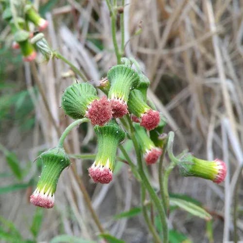 ベニバナボロギク（紅花襤褸菊） (Crassocephalum crepidioides)-i