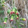ベニバナボロギク（紅花襤褸菊） (Crassocephalum crepidioides)-i
