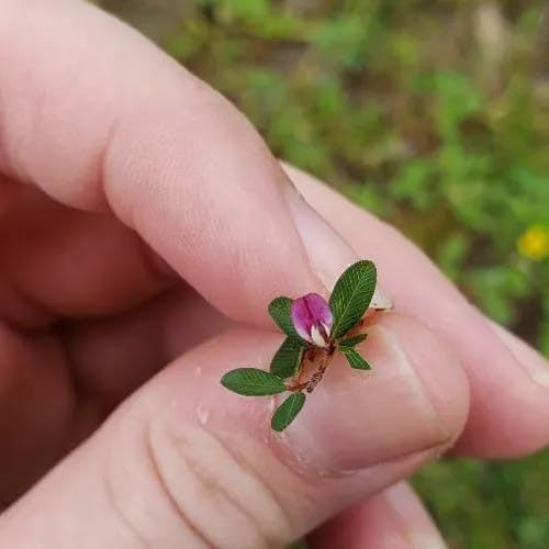 ヤハズソウ（矢筈草） (Kummerowia striata)-i