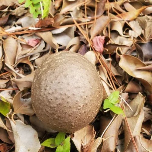 ニガカシュウ（苦何首烏） (Dioscorea bulbifera)-i