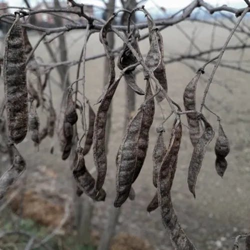 Black Locust (Robinia pseudoacacia)-i