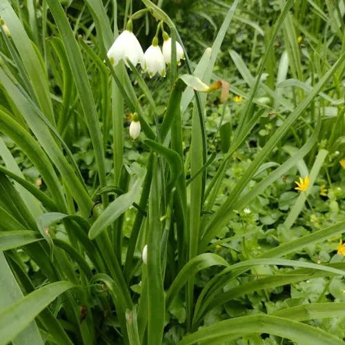 Loddon-lily (Leucojum aestivum)-i