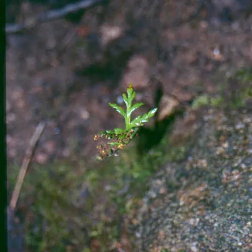 ミヤマハナワラビ（深山花蕨） (Botrychium lanceolatum)-i