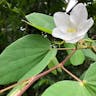 ソシンカ（素心花） (Bauhinia acuminata)-i