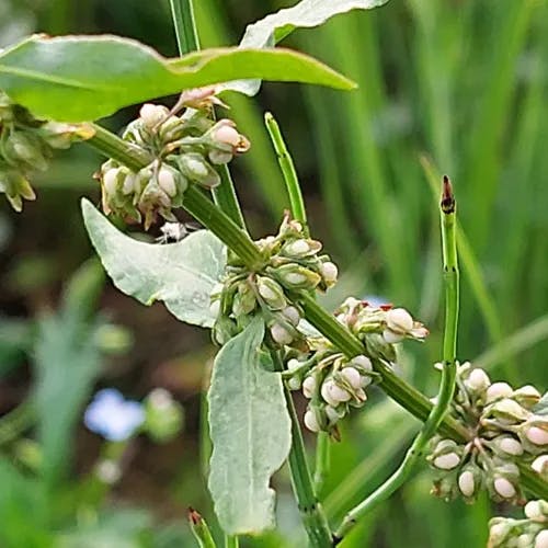 アレチギシギシ（荒地羊蹄） (Rumex conglomeratus)-i