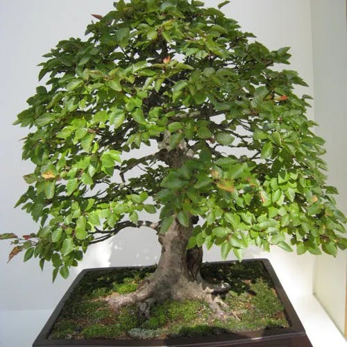 イワシデ（岩四手） (Carpinus turczaninovii)-i