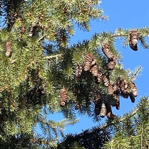 Brewer spruce (Picea breweriana)-i